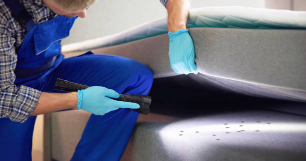 Best Wasp Removal Services  in Vado, NM