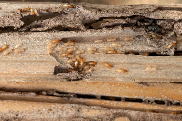 Best Pest Removal Services  in Vado, NM