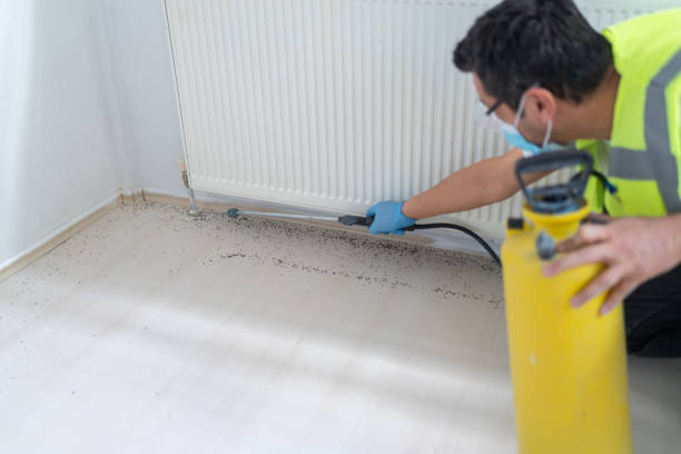 Best Termite Control Services  in Vado, NM
